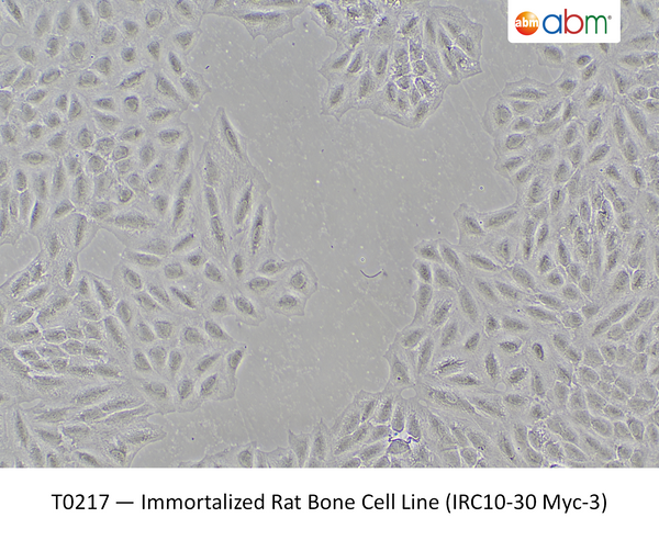 Immortalized Rat Bone Cell Line (IRC10-30 Myc-3) | Applied Biological Materials (abm)