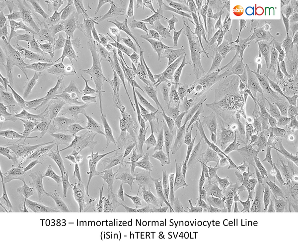 Immortalized Normal Synoviocyte Cell Line (iSin) - hTERT & SV40LT – Figure 1 of 1