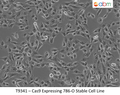 Cas9 Expressing 786-O Stable Cell Line | Applied Biological Materials (abm)
