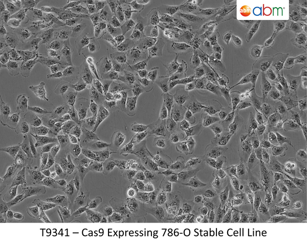 Cas9 Expressing 786-O Stable Cell Line | Applied Biological Materials (abm)