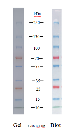 U-Blot® Prestained Protein Ladder (10-250 kDa) – Figure 1 of 2