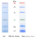 U-Blot® Prestained Protein Ladder (1.7-40 kDa) – Figure 1 of 1