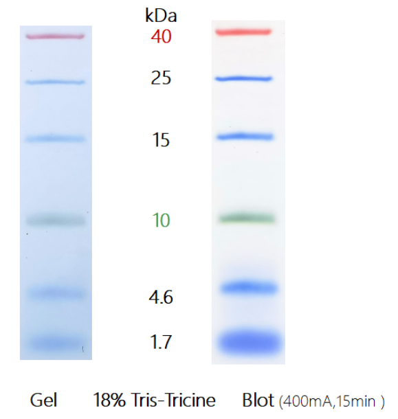 U-Blot® Prestained Protein Ladder (1.7-40 kDa) – Figure 1 of 1