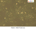HN177 Cell Line | Applied Biological Materials (abm)
