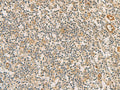 RAB13 Polyclonal Antibody – Figure 1 of 3