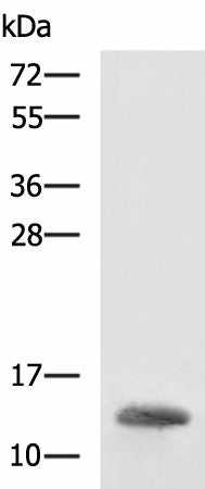 HBZ Polyclonal Antibody – Figure 1 of 4