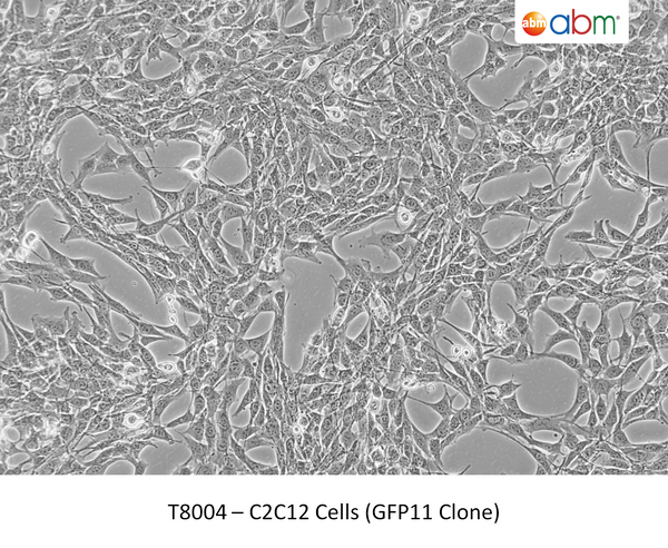 C2C12 Cells (GFP11 Clone) | Applied Biological Materials (abm)
