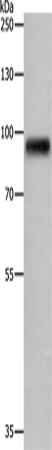 APLP1 Polyclonal Antibody – Figure 1 of 2
