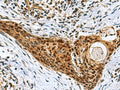 NABP1 Polyclonal Antibody – Figure 1 of 2
