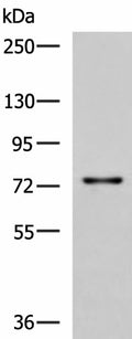 TGFBI Polyclonal Antibody – Figure 1 of 3