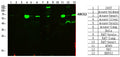 ABCG2 Polyclonal Antibody – Figure 1 of 5
