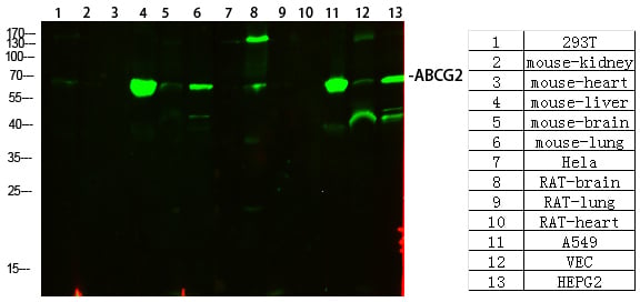 ABCG2 Polyclonal Antibody – Figure 1 of 5