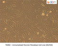 Immortalized Porcine Fibroblast Cell Line (iKUF03) | Applied Biological Materials (abm)