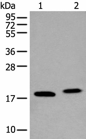 VAMP4 Polyclonal Antibody – Figure 1 of 3