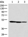 TTC38 Polyclonal Antibody – Figure 1 of 4