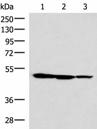 TTC38 Polyclonal Antibody – Figure 1 of 4