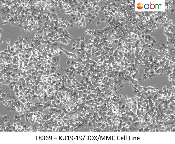 KU19-19/DOX/MMC Cell Line | Applied Biological Materials (abm)