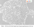 TDP-43 (274-414) Stably Over-Expressing Biosensor Cell Line – Figure 1 of 1