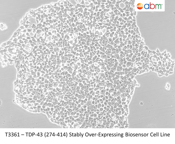 TDP-43 (274-414) Stably Over-Expressing Biosensor Cell Line – Figure 1 of 1