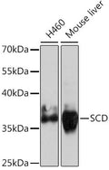 (KO Validated) SCD Polyclonal Antibody – Figure 1 of 6