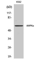 AMPK alpha1/2 Polyclonal Antibody – Figure 1 of 4
