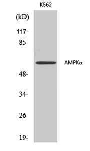 AMPK alpha1/2 Polyclonal Antibody – Figure 1 of 4