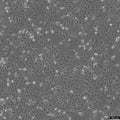 WI 38 VA13 subline 2RA cell