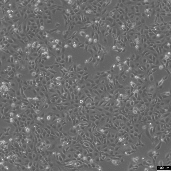 WI 38 VA13 subline 2RA cell