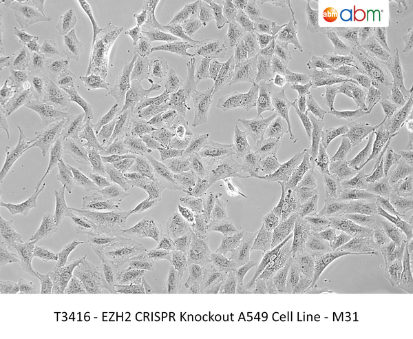 EZH2 CRISPR Knockout A549 Cell Line - M31 | Applied Biological Materials (abm)