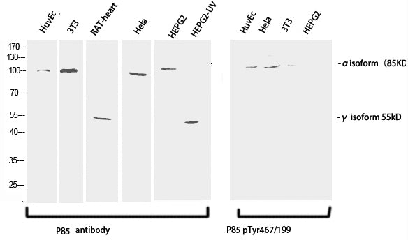 Phospho-PI 3 kinase p85 alpha /gamma (Tyr467/199) Polyclonal Antibody – Figure 1 of 4
