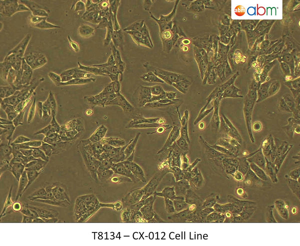 CX-012 Cell Line | Applied Biological Materials (abm)