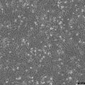 WPMY-1 cell