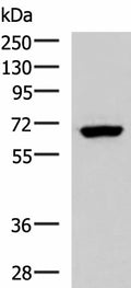 PPP2R1A Polyclonal Antibody – Figure 1 of 3