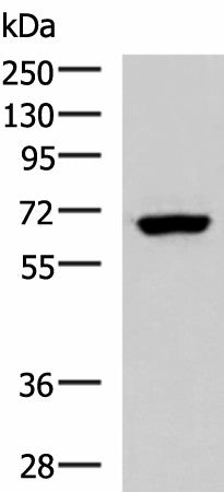 PPP2R1A Polyclonal Antibody – Figure 1 of 3