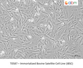 Immortalized Bovine Satellite Cell Line (iBSC) – Figure 1 of 1