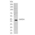 U-Blot® GAPDH Rabbit Monoclonal Antibody (PT0004R) – Figure 1 of 1