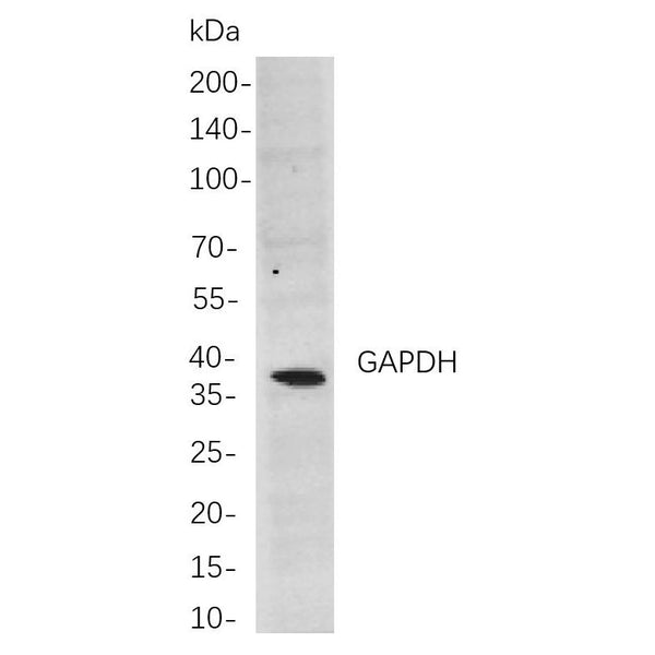 U-Blot® GAPDH Rabbit Monoclonal Antibody (PT0004R) – Figure 1 of 1
