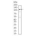 U-Blot® Ezrin Rabbit Monoclonal Antibody – Figure 1 of 1