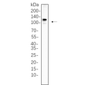 U-Blot® PMS2 Rabbit Monoclonal Antibody – Figure 1 of 1