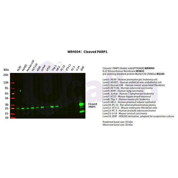 U-Blot® Cleaved PARP1 Rabbit Monoclonal Antibody – Figure 1 of 2