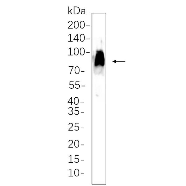 U-Blot® CD86 Rabbit Monoclonal Antibody – Figure 1 of 1