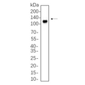 U-Blot® NLRP3 Rabbit Monoclonal Antibody – Figure 1 of 1