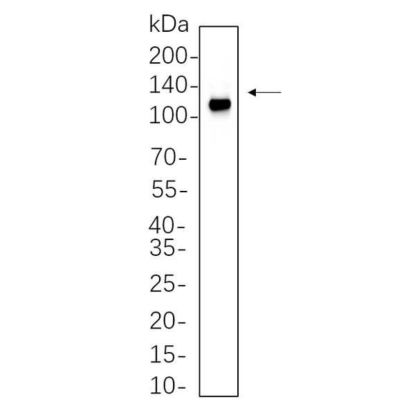 U-Blot® NLRP3 Rabbit Monoclonal Antibody – Figure 1 of 1