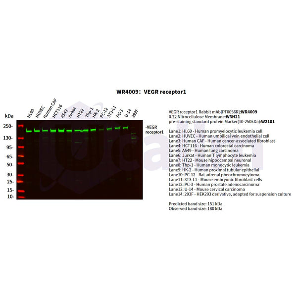 U-Blot® VEGF Receptor 1 Rabbit Monoclonal Antibody – Figure 1 of 3