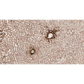 U-Blot® Glutamine Synthetase Rabbit Monoclonal Antibody – Figure 1 of 3