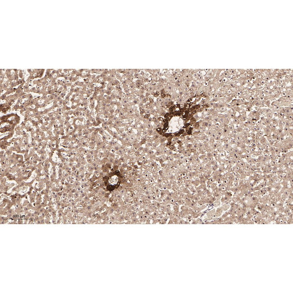 U-Blot® Glutamine Synthetase Rabbit Monoclonal Antibody – Figure 1 of 3