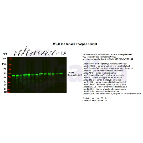 U-Blot® Smad2 (Phospho Ser250) Rabbit Monoclonal Antibody – Figure 1 of 2