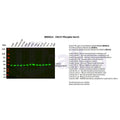 U-Blot® CDC37 (Phospho Ser13) Rabbit Monoclonal Antibody – Figure 1 of 4