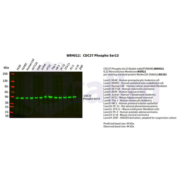 U-Blot® CDC37 (Phospho Ser13) Rabbit Monoclonal Antibody – Figure 1 of 4