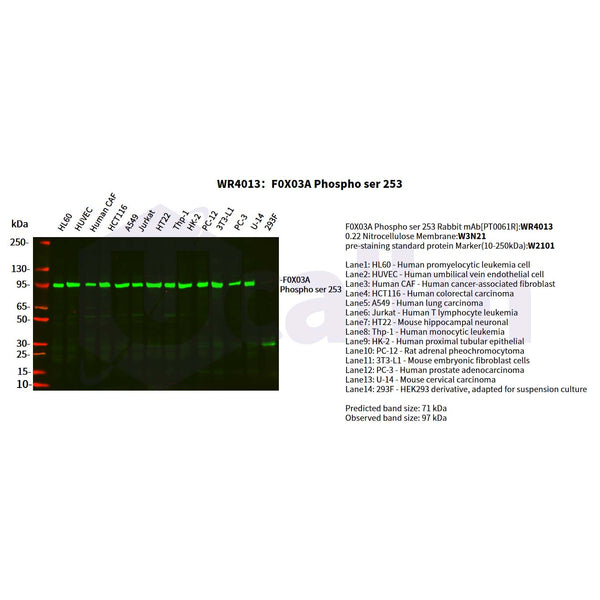 U-Blot® FoxO3A (Phospho Ser253) Rabbit Monoclonal Antibody – Figure 1 of 5